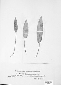 Puccinia bistortae image